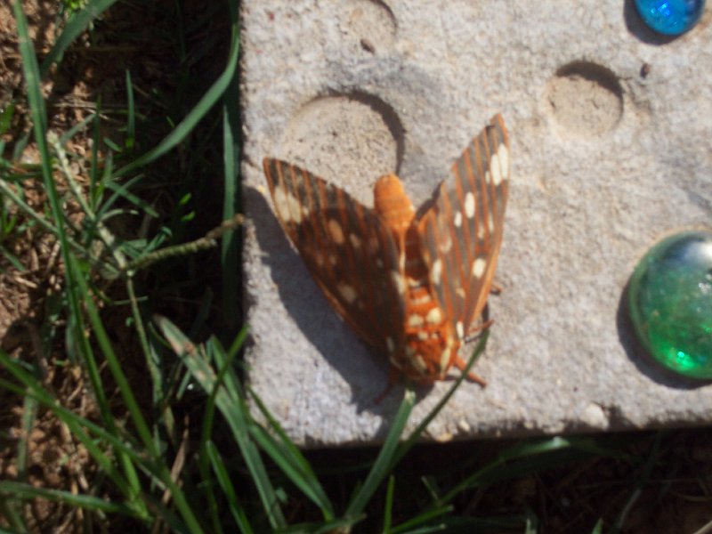 100_5474.JPG